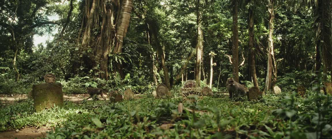 A slow pan reveals monkeys roaming freely among old, weathered headstones in a forgotten jungle cemetery