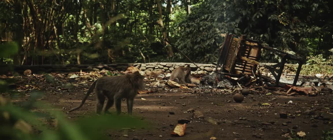 Long-tailed macaques forage amongst burning garbage and debris in a lush jungle setting