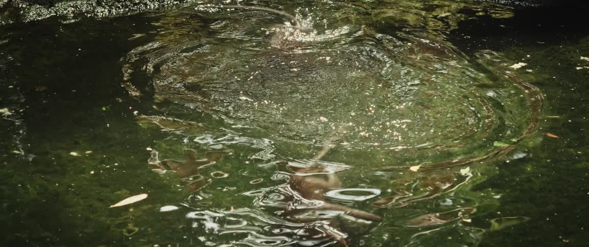 Two monkeys playfully splash and wrestle in a green, sun-dappled pond in slow motion