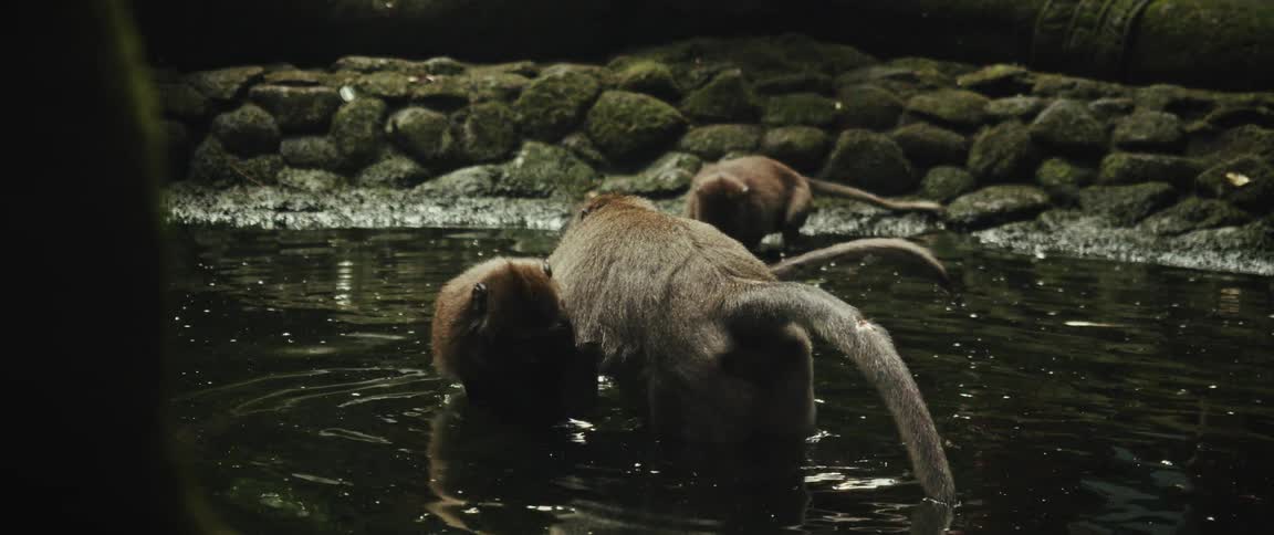 Three macaques wade and forage for food together in a shallow jungle pond in slow motion