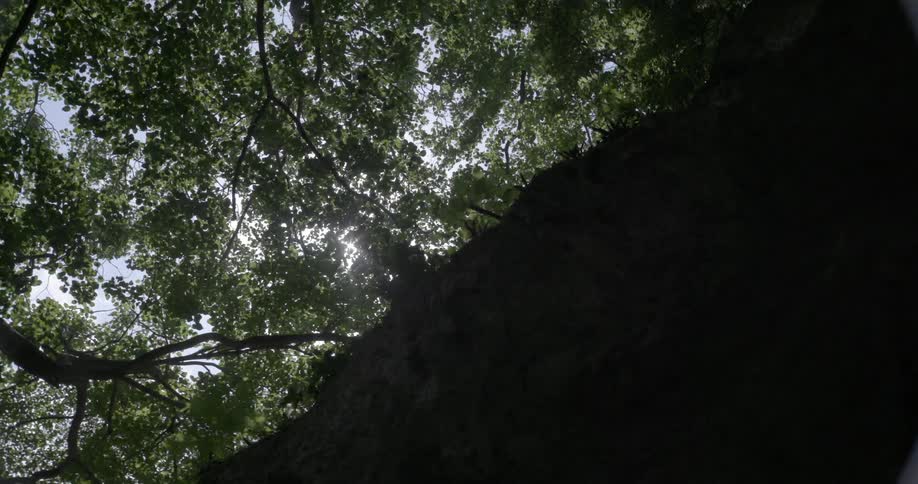 The sun peeks through tree branches over a cliff