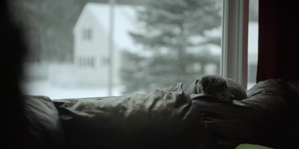 A dog looks out the window then goes to sleep