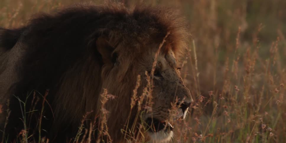 Male lion walks through tall grass