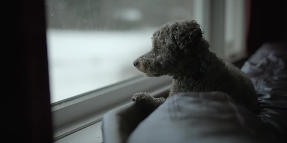 A dog stares out a window then looks up quickly