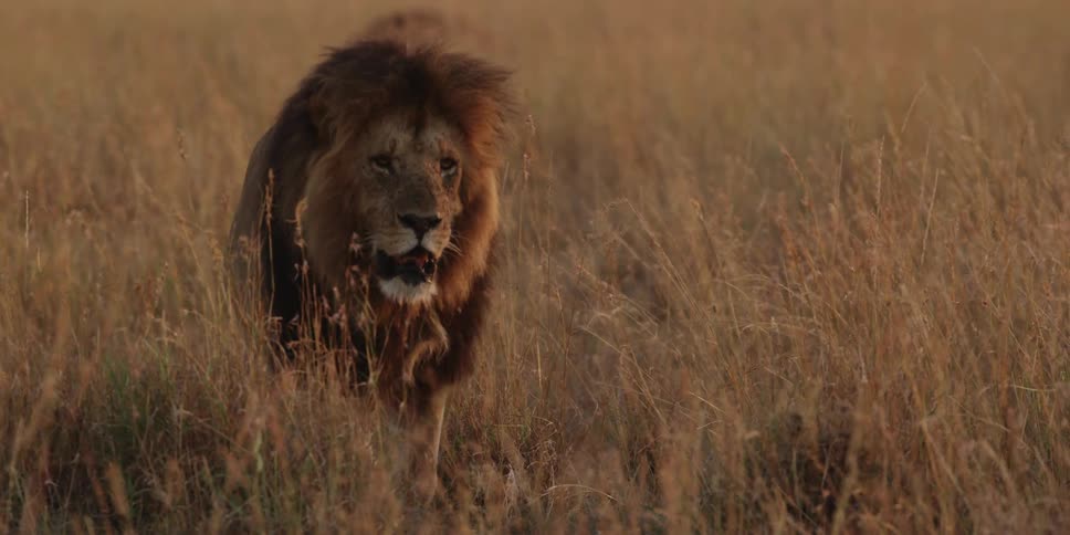 A lion walks through tall grass