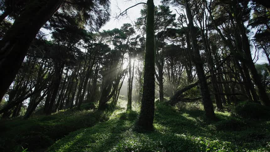 Sunlight beams through the tall trees of a mystical, enchanting forest with lush green groundcover
