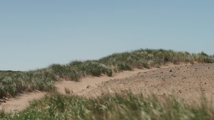 A static shot of a sandy dune with green beach grass swaying in the gentle breeze on a sunny day