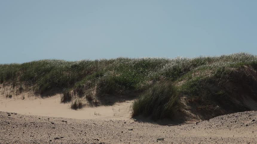 Long green grass blows in the wind on a sandy dune under a clear blue sky