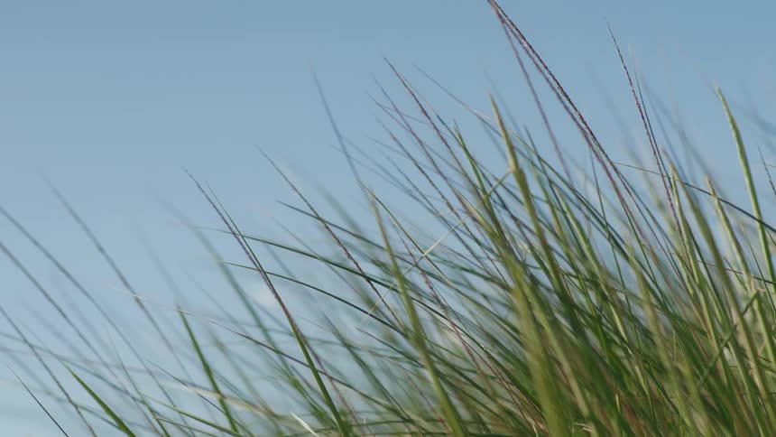 Close up of tall green grass blowing in a gentle breeze against a clear blue sky