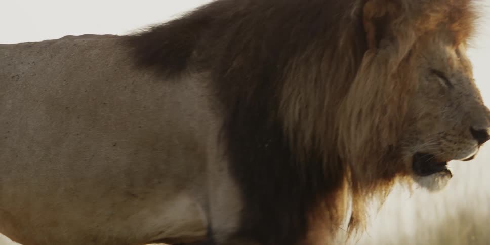 A lion walks in slow motion