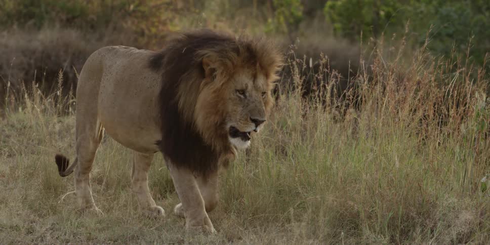 Lion walking in a grassy area