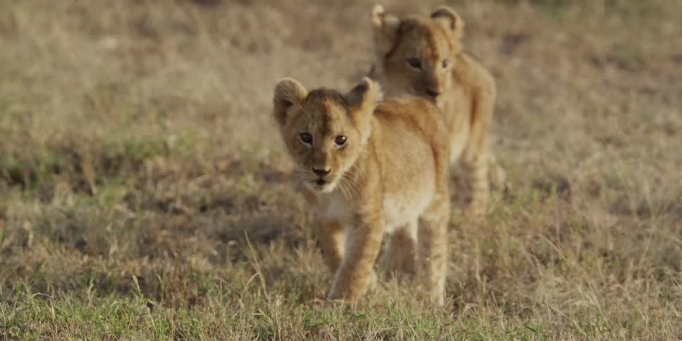 Two lion cubs walking through a field