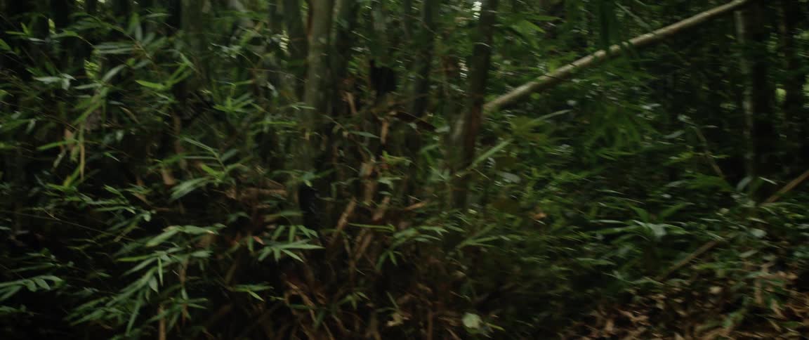 A group of hikers walk along a narrow dirt path in a dense jungle, with the camera panning up to reveal a thick bamboo forest