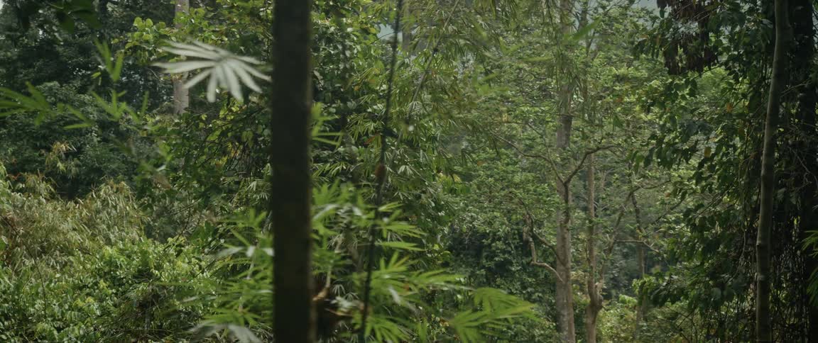 A slow pan reveals the dense and vibrant green foliage of a tropical rainforest