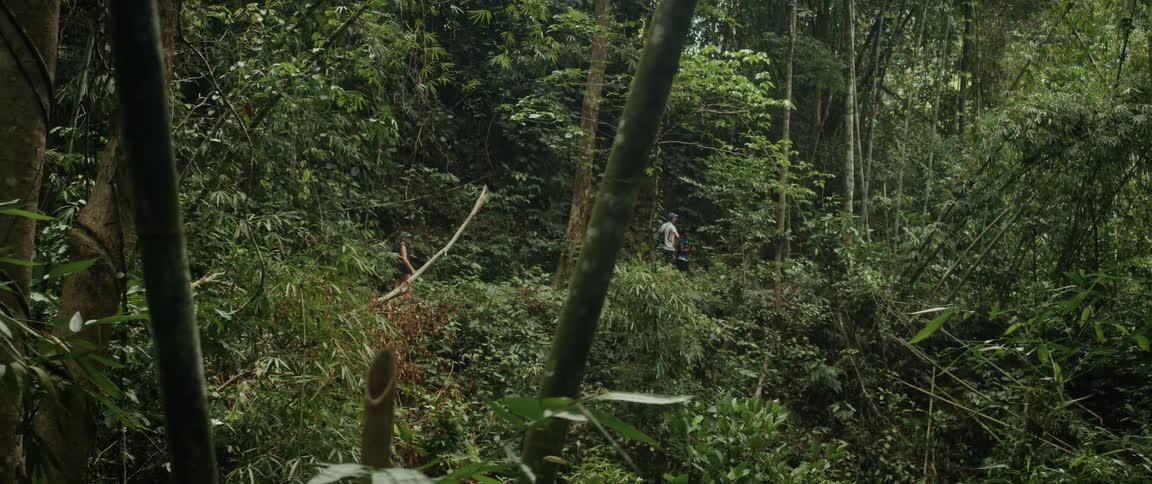 A group of adventurous hikers traverse a winding path on a steep hillside deep within a lush, green tropical jungle