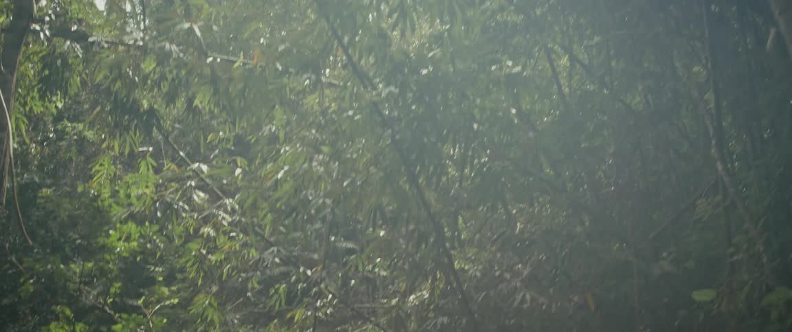 A slow-motion tilt down from the sunlit jungle canopy reveals a woman hiking on a trail deep within the rainforest