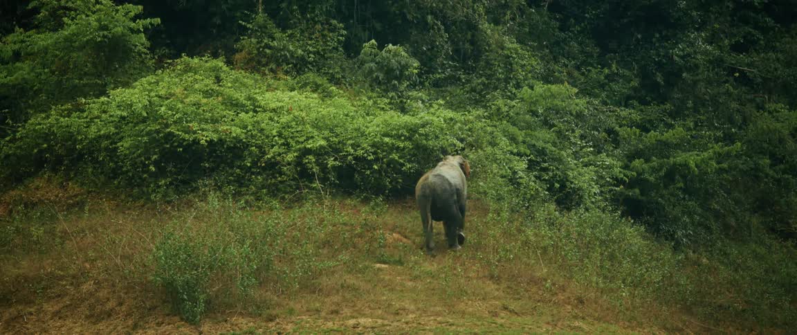 A wild Asian elephant walks up a grassy hill and into the lush green jungle