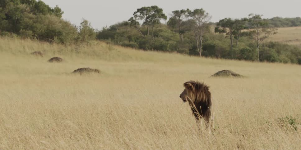 Lion standing in the savanna