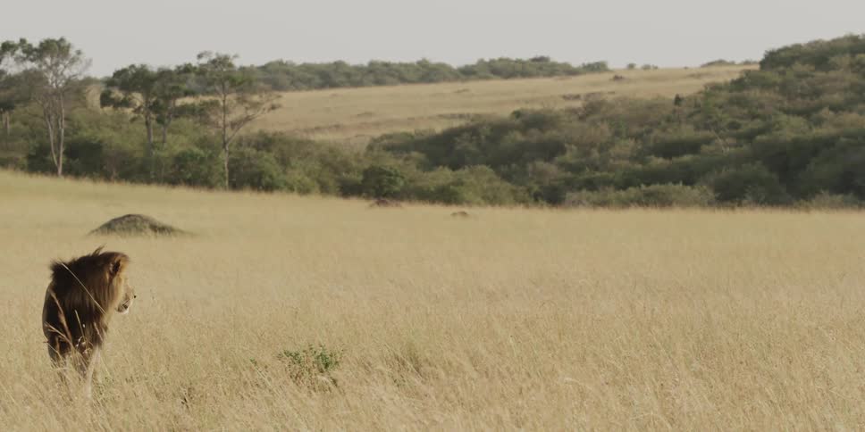 A lion stands in tall grass