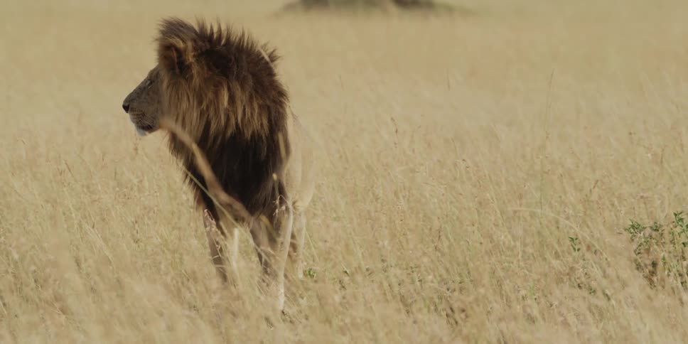 Lion standing in a grassy field