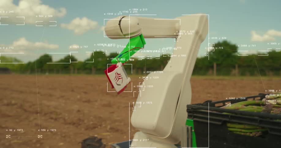 Futuristic agricultural robot with a data overlay autonomously harvests fresh asparagus from a field