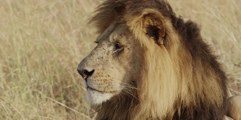 Flies flying around a lion's face