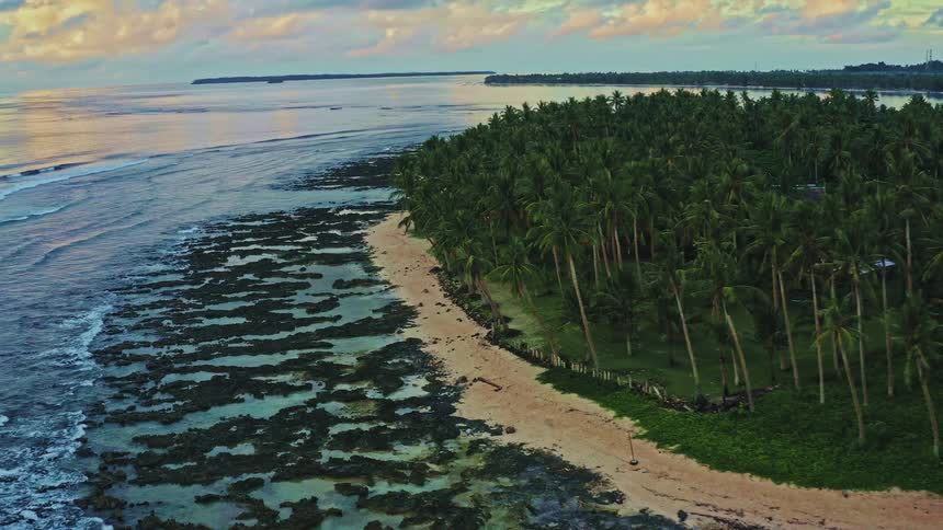 A serene aerial shot captures the beautiful coastline of a tropical island with a lush palm tree forest and calm ocean at sunset