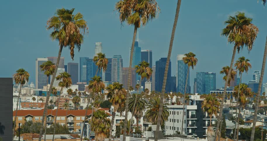 A slow zoom shot of the iconic downtown Los Angeles skyline framed by numerous tall palm trees on a sunny day