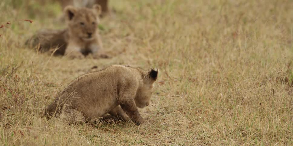 Two lion cubs sit near a parent