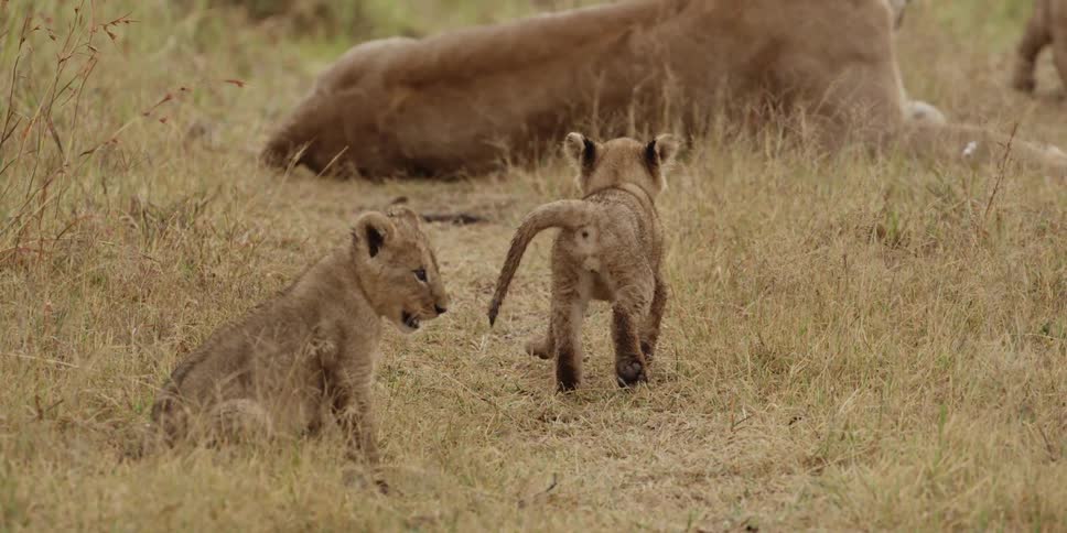 Lion cubs playing in a grassy area