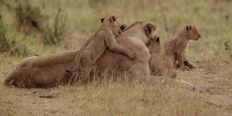 Cubs cuddle lioness lying down on the ground