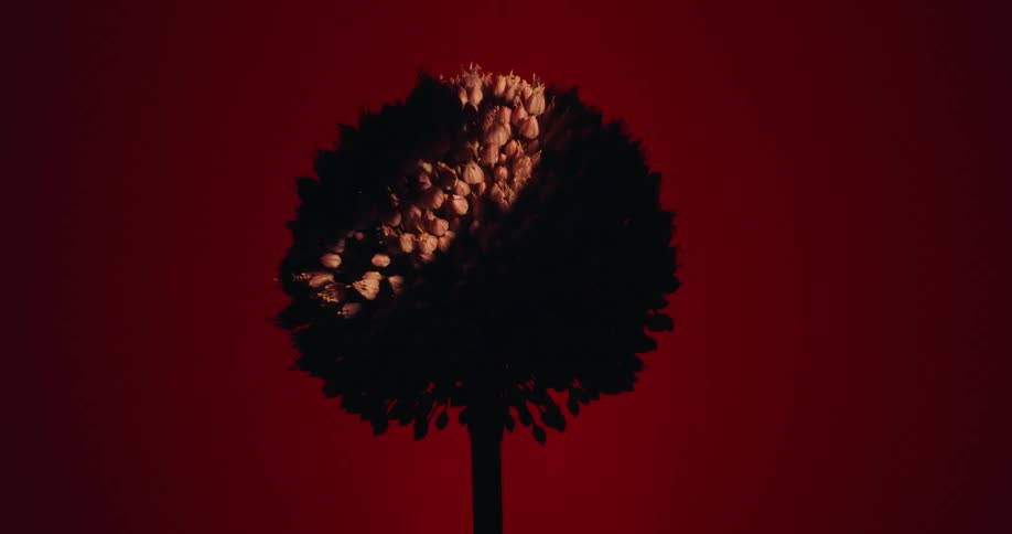 A beam of light sweeps across a silhouetted flower like a crescent moon against a deep red background