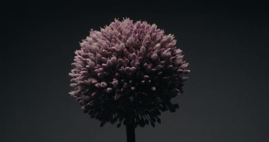 A single purple allium flower is slowly revealed by a growing light against a dark background