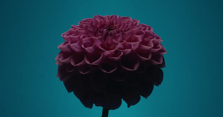 Dramatic lighting slowly reveals a beautiful purple dahlia flower from a silhouette against a teal background