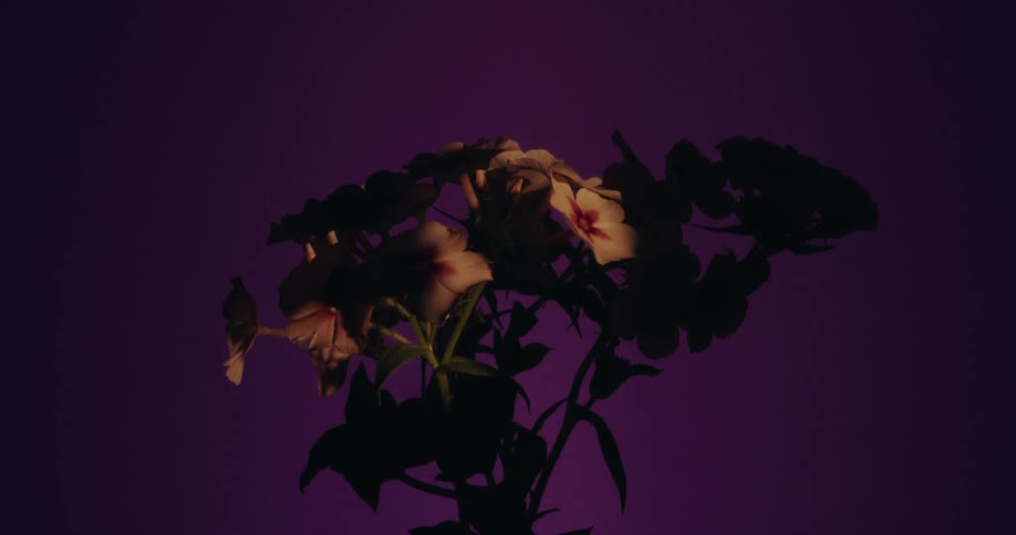 A moving spotlight reveals a silhouetted bouquet of white and pink phlox flowers against a solid purple background in a time-lapse