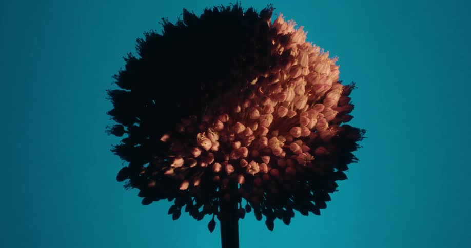 A dramatic time-lapse captures the changing light of day across a single, spherical Allium flower against a colored sky