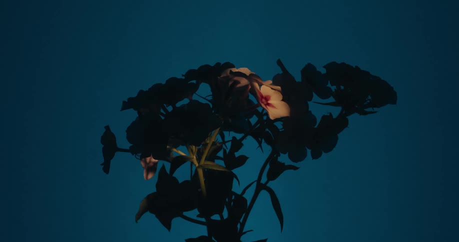 A dramatic spotlight moves across a silhouetted flower bouquet, revealing its white and pink blossoms against a dark blue background
