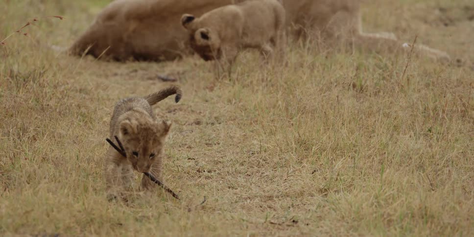 A lion cub walking with a stick in his mouth as some of his litter mates play around the mother