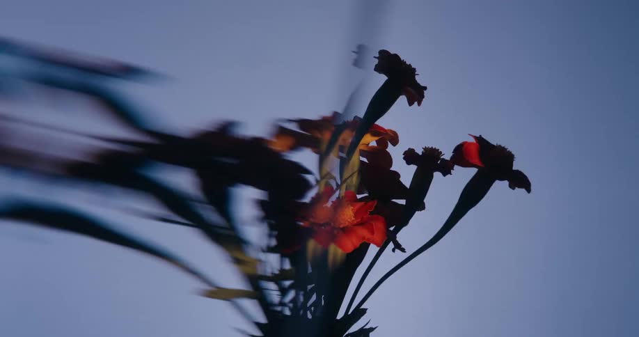 An abstract and frantic close-up of a red flower bouquet with dynamic motion blur and dramatic lighting