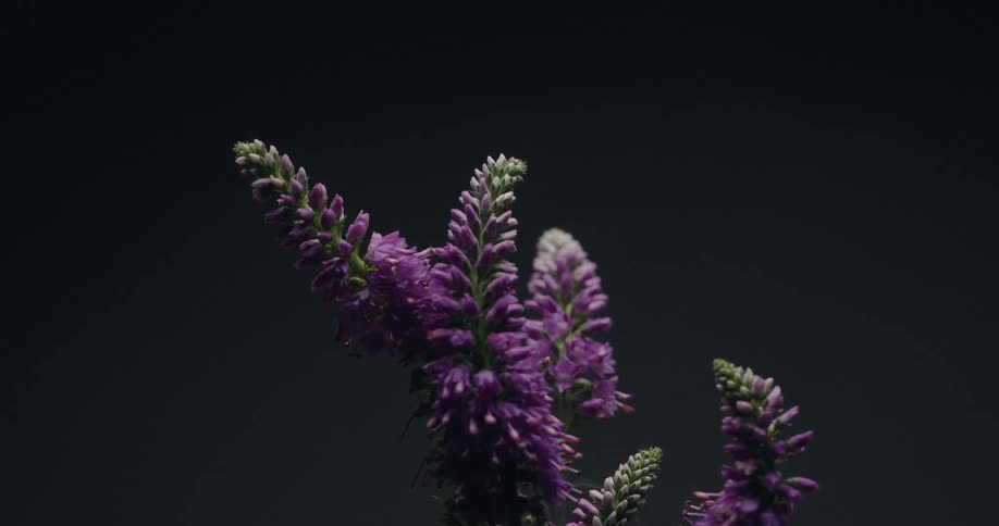 A time-lapse of purple Veronica flowers slowly wilting and dying against a solid dark background