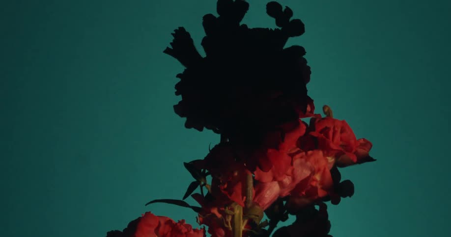 A dramatic time-lapse of light slowly illuminating vibrant red snapdragon flowers emerging from a dark silhouette against a teal background