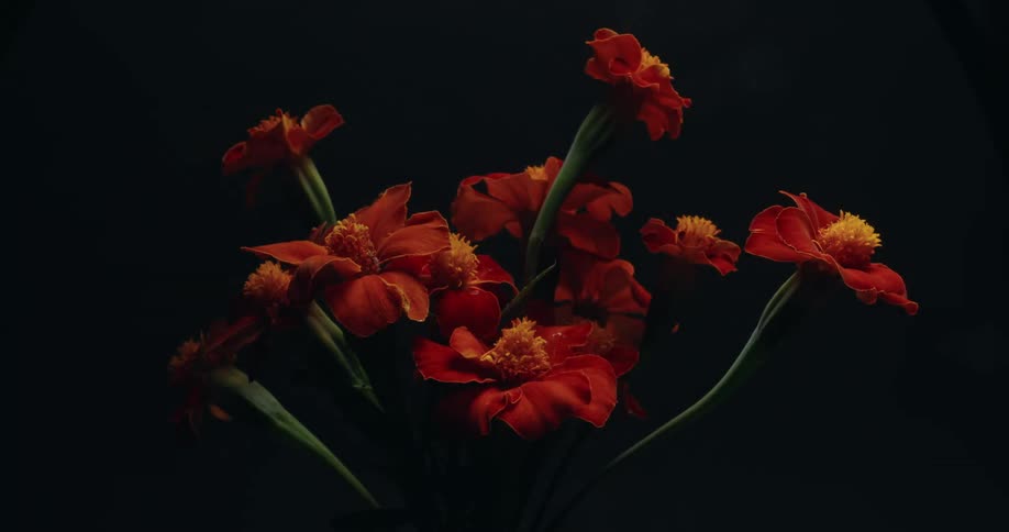 A beautiful bouquet of red and orange marigold flowers are revealed with dramatic lighting against a dark background