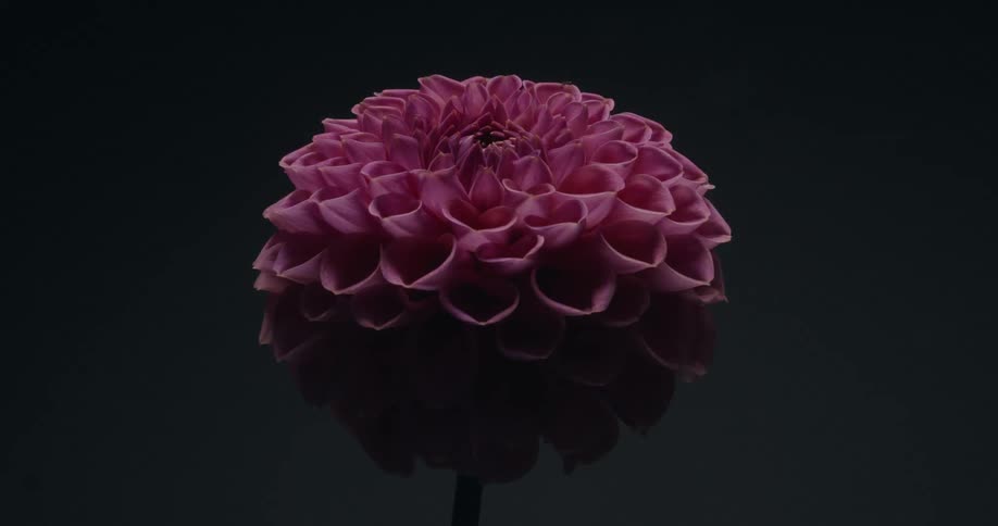 A single pink dahlia flower is highlighted by a fast-moving, flashing light against a dark background