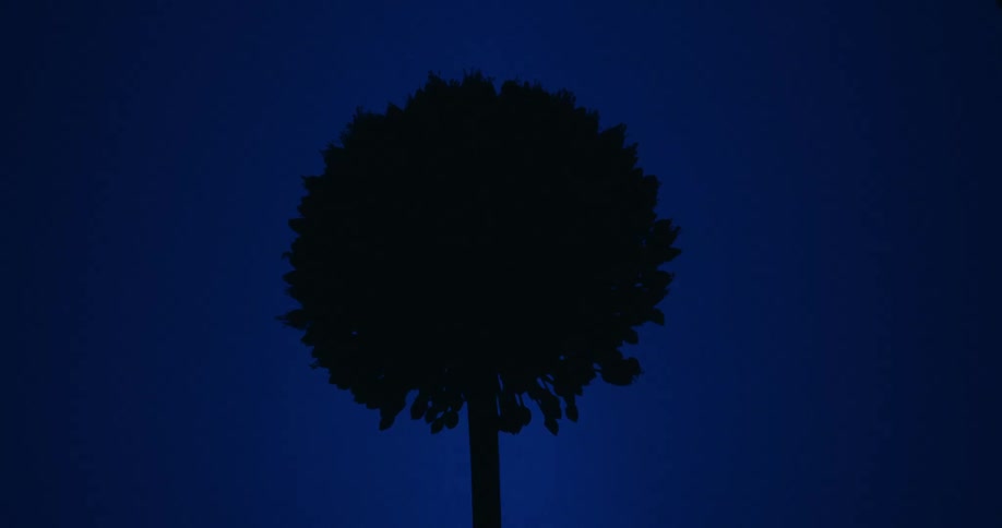 A still shot shows the silhouette of a round tree gently blowing in the wind at night