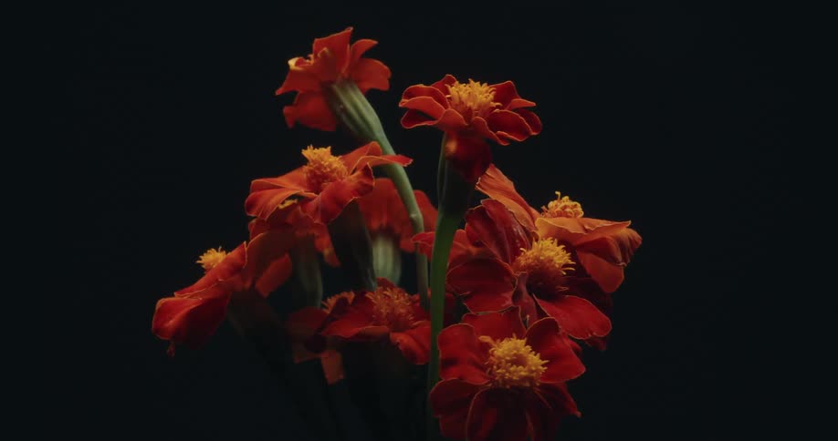 A beautiful time-lapse shows a bouquet of orange marigolds blooming as the background light changes from day to night
