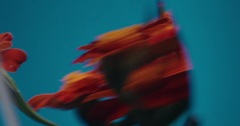 An abstract close-up shot of orange marigold flowers with an artistic motion blur effect against a changing teal and blue background