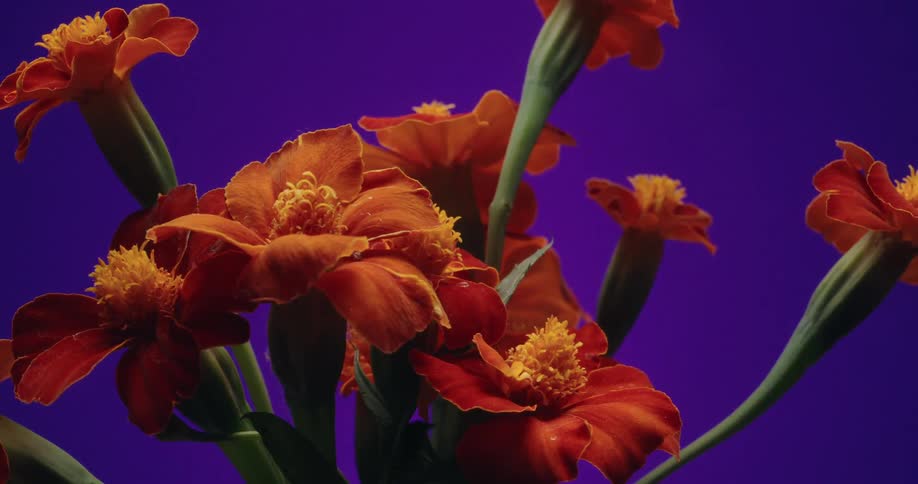 A macro shot of vibrant orange marigolds slowly pulls back against a shifting blue to purple background