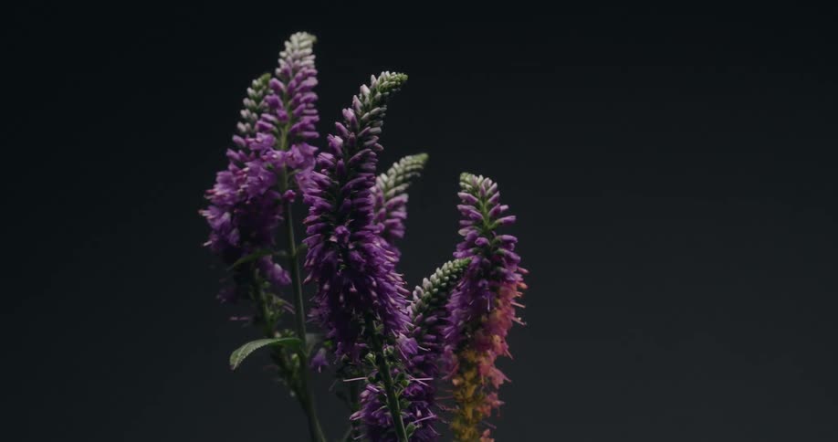 A beautiful timelapse showcases the life cycle of purple speedwell flowers blooming and wilting against a dark background