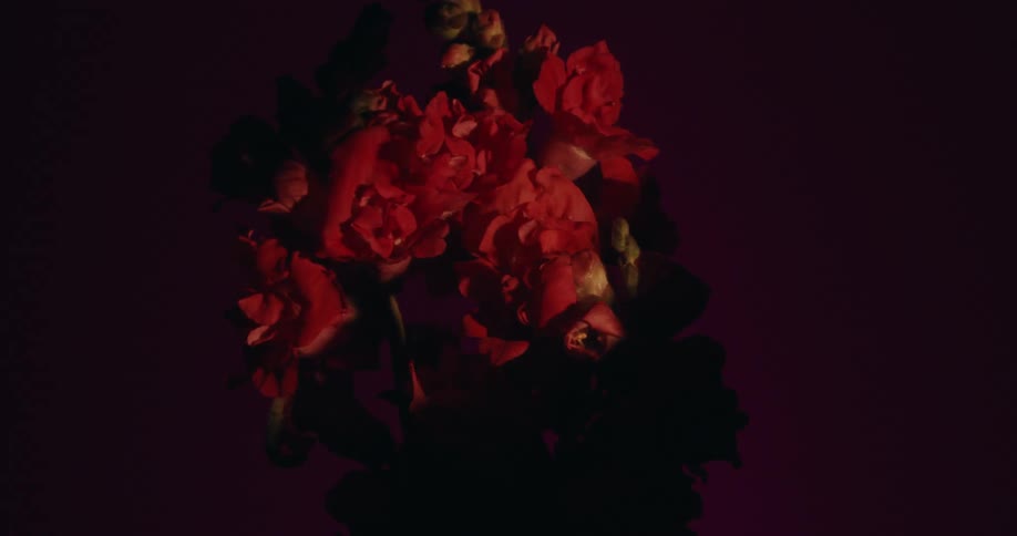 A bouquet of silhouetted red flowers is slowly illuminated by dramatic moving light against a color-changing backdrop