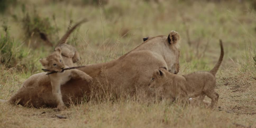A lioness relaxes in the grass while her three cubs run and play around her